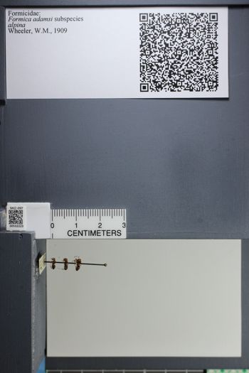 Media type: image;   Entomology 532223